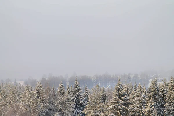 Winter schneebedeckter Wald auf grauem bewölkten Himmel Hintergrund — Stockfoto