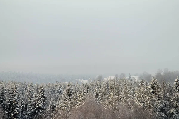 Winter schneebedeckter Wald auf grauem bewölkten Himmel Hintergrund — Stockfoto