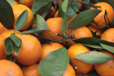 Many orange tangerines with sprigs and green leaves are on the counter in the store