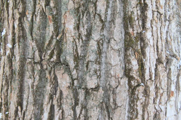 회색의 오래 된 나무 껍질 질감. 나무줄기. — 스톡 사진