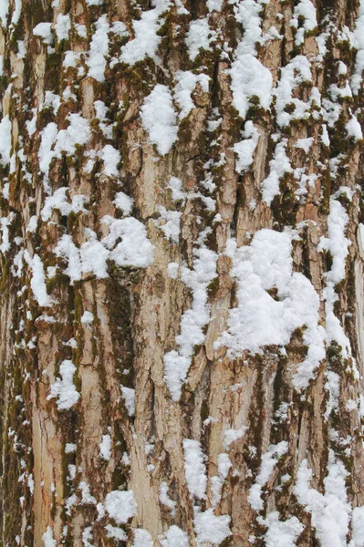 Velha textura casca de madeira rachada cinza. Tronco das árvores. — Fotografia de Stock