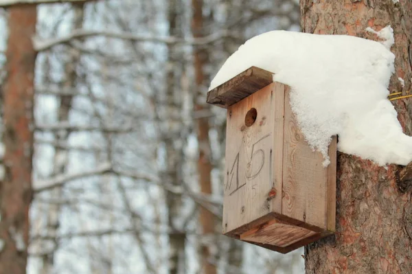 Wooden birdhouse hanging on tree in park on clear winter day