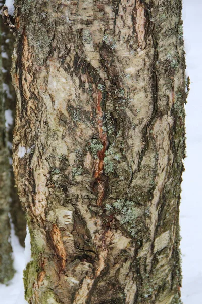 Velha textura de casca de madeira de bétula rachada cinza. Tronco das árvores . — Fotografia de Stock