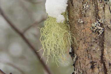 Ormandaki gri bir ağaç gövdesinde yeşil yosun yetişiyor. Kışın yukarıdan kar yağar