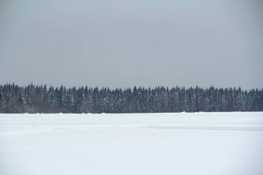 Gri bulutlu arka planda kar ormanları 