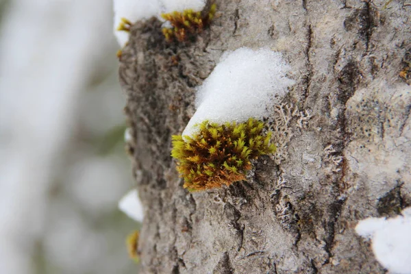 緑の苔は森の中の灰色の木の幹に生えます。冬は雪が降る。 — ストック写真