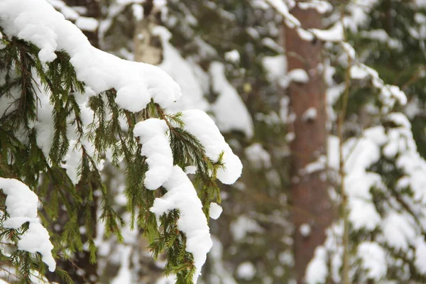 冬の背景に雪と緑の針で枝を発芽させる — ストック写真