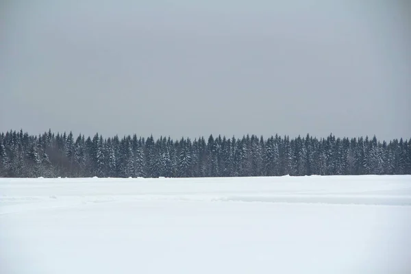 Vinter snöig skog på grå molnig himmel bakgrund — Stockfoto