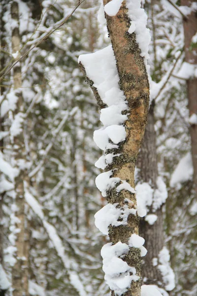 冬の森の中に雪の大きな木の幹 — ストック写真