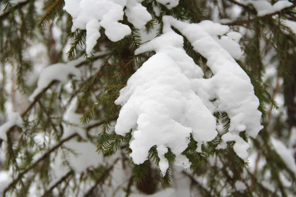 Ramo de abeto com agulhas verdes com neve em um fundo de inverno — Fotografia de Stock