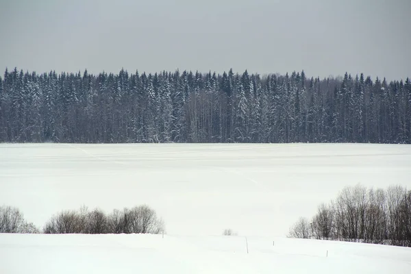 Vinter snöig skog på grå molnig himmel bakgrund — Stockfoto