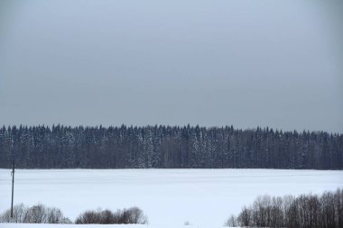 Gri bulutlu arka planda kar ormanları 