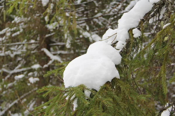 Ramo de abeto com agulhas verdes com neve em um fundo de inverno — Fotografia de Stock