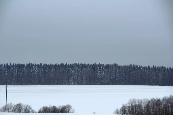 Vinter snöig skog på grå molnig himmel bakgrund — Stockfoto