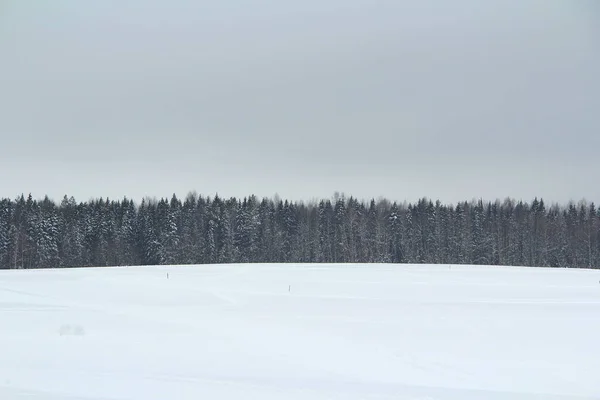 Vinter snöig skog på grå molnig himmel bakgrund — Stockfoto