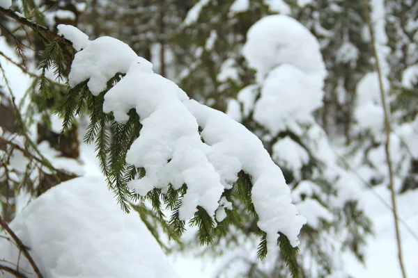 Ramo Abeto Com Agulhas Verdes Com Neve Fundo Inverno — Fotografia de Stock