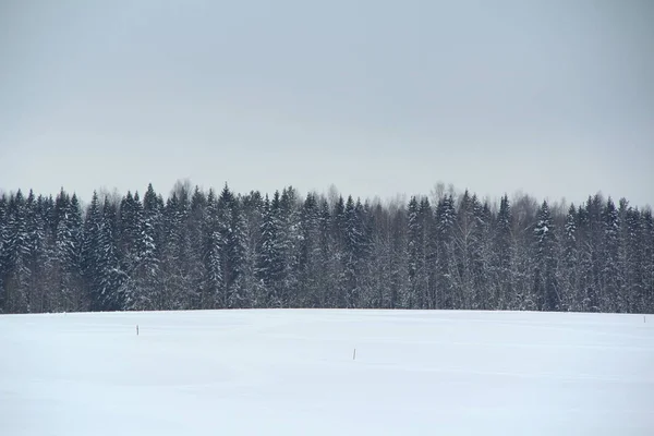 Winter Schneebedeckter Wald Auf Grauem Bewölkten Himmel Hintergrund Wintersport Und — Stockfoto