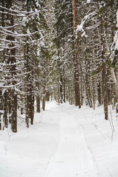 Ruelle Déserte Couverte Neige Avec Des Arbres Jardinage Environnement Ville — Photo