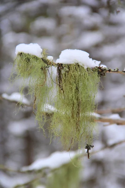 冬のぼかしの背景に枝からぶら下がっている緑の苔の芽 テキストのための空のスペースを持つウェブ 背景と壁紙のための垂直写真 — ストック写真