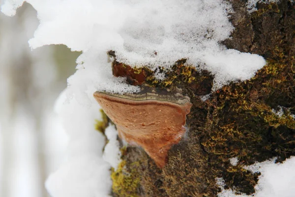 Cogumelo Chaga Crescendo Uma Árvore Com Neve Textura Madeira Áspera — Fotografia de Stock