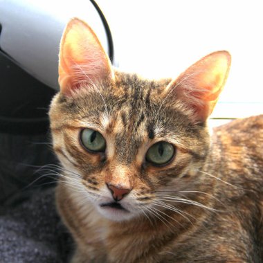 Yeşil gözlü sevimli pofuduk kedi, parlak ışıkta pencerenin yanında yatıyor..