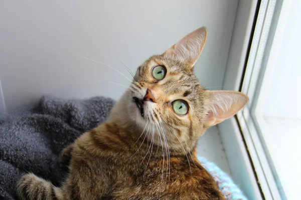 Мила Пухнаста Кішка Зеленими Очима Лежить Біля Вікна Яскравому Світлі — стокове фото