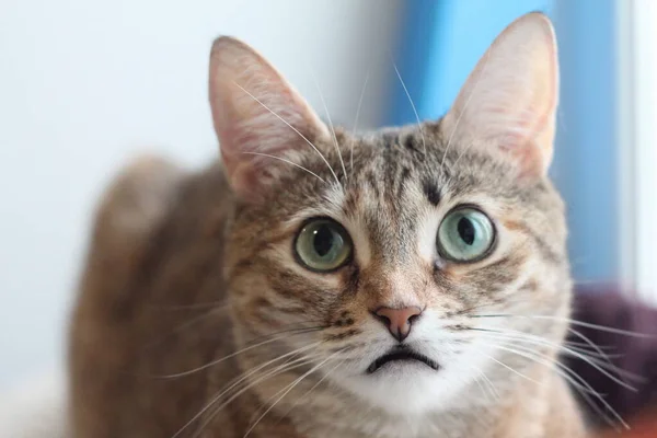 Chat Rayé Gris Brun Trouve Près Fenêtre — Photo