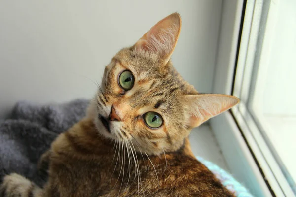 Yeşil Gözlü Sevimli Pofuduk Kedi Parlak Işıkta Pencerenin Yanında Yatıyor — Stok fotoğraf