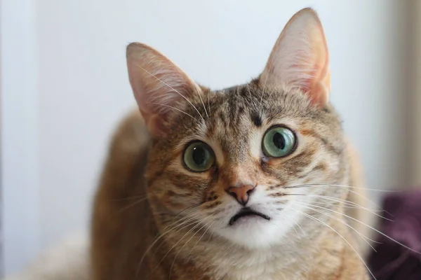 Chat Rayé Gris Brun Trouve Près Fenêtre — Photo