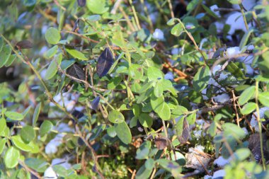 Kışın karlı bir ormanda yeşil yaban mersini çalıları.