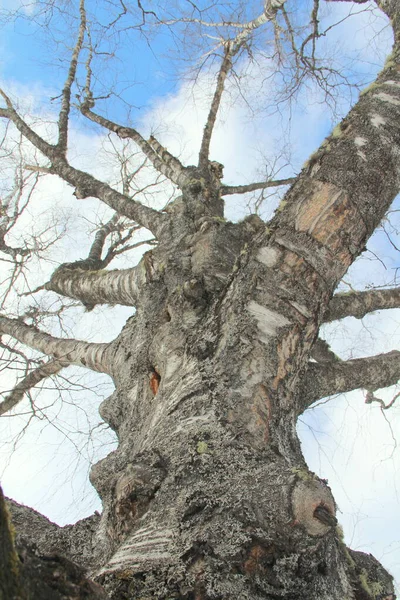 Vieux Grand Bouleau Maladroit Dans Forêt Hiver Contre Ciel — Photo