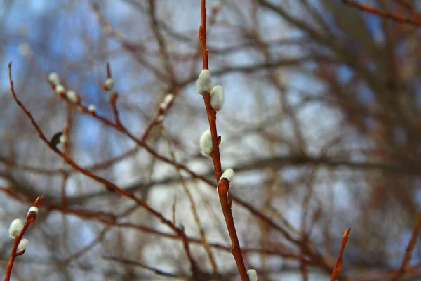 Fehér Bolyhos Fűzfa Rügyek Barna Narancs Színű Vékony Ágakon Tavasz — Stock Fotó
