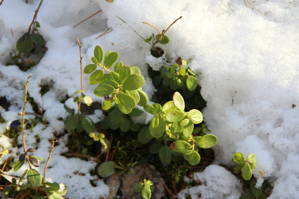 Πράσινο Lingonberry Θάμνους Ένα Δάσος Χειμώνα Στο Χιόνι — Φωτογραφία Αρχείου