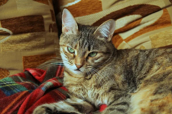 Gato fofo bonito com olhos verdes está em um cobertor macio em um sofá — Fotografia de Stock