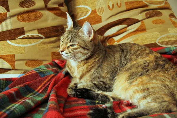 Yeşil gözlü sevimli pofuduk kedi kanepede yumuşak bir battaniyenin üzerinde yatıyor. — Stok fotoğraf