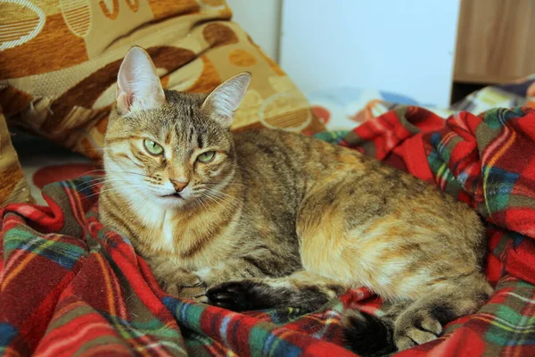 Χαριτωμένη χνουδωτή γάτα με πράσινα μάτια ξαπλωμένη σε μια απαλή κουβέρτα στον καναπέ. — Φωτογραφία Αρχείου