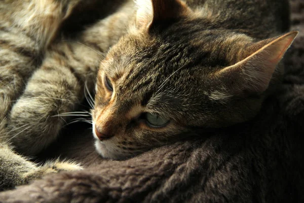 Χαριτωμένη χνουδωτή γάτα με πράσινα μάτια ξαπλωμένη σε μια απαλή κουβέρτα στον καναπέ. — Φωτογραφία Αρχείου
