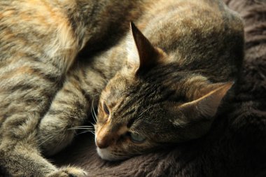 Yeşil gözlü sevimli pofuduk kedi kanepede yumuşak bir battaniyenin üzerinde yatıyor.