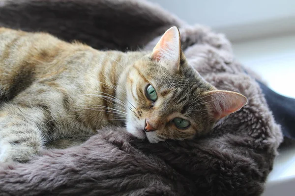Χαριτωμένη χνουδωτή γάτα με πράσινα μάτια ξαπλώνει σε μια μαλακή κουβέρτα σε ένα περβάζι του παραθύρου — Φωτογραφία Αρχείου