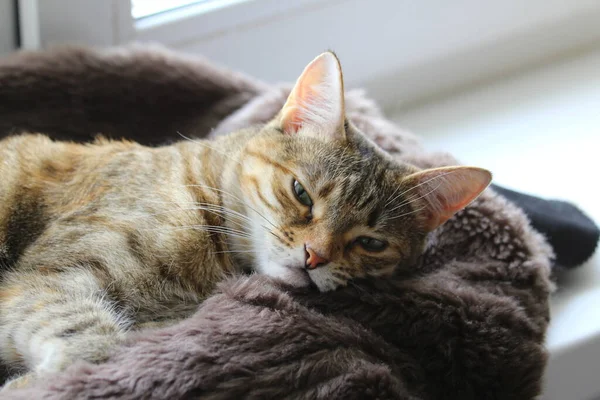 Χαριτωμένη χνουδωτή γάτα με πράσινα μάτια ξαπλώνει σε μια μαλακή κουβέρτα σε ένα περβάζι του παραθύρου — Φωτογραφία Αρχείου