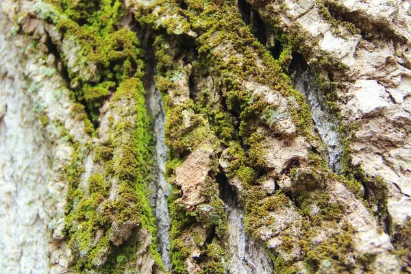 Velha textura casca de madeira rachada cinza. Tronco das árvores. — Fotografia de Stock