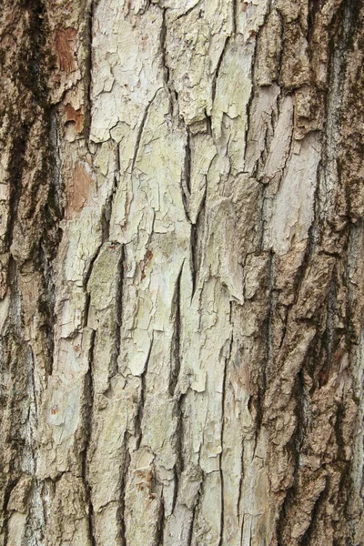 Textura de corteza de madera agrietada gris viejo. Tronco. — Foto de Stock