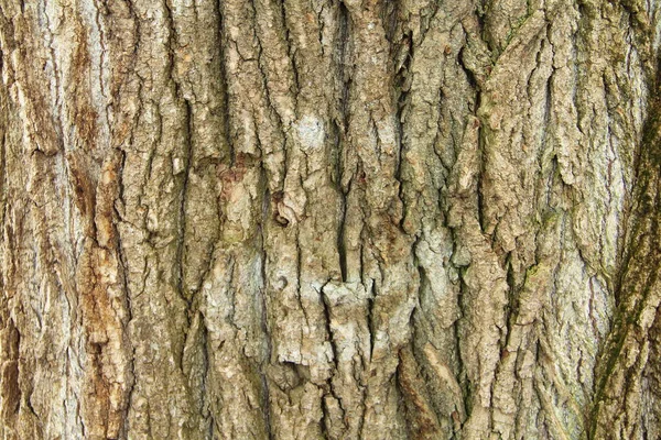 Gammal grå sprucken trä bark konsistens. Trädstam. — Stockfoto