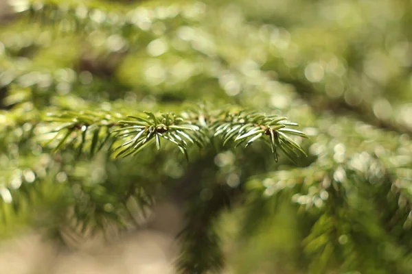 Zweig einer Fichte mit grünen Nadeln in Nahaufnahme. Nadeln eines lebenden natürlichen Baumes, der von der Sonne beleuchtet wird — Stockfoto