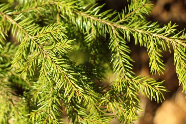 Yeşil iğneli ladin dalıyla yakın plan. Güneş tarafından aydınlatılan canlı doğal bir ağacın iğneleri.