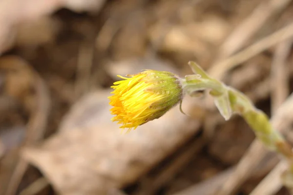 Não florescendo flores botão amarelo coltsfoot em um fundo de grama seca. As primeiras plantas de primavera — Fotografia de Stock