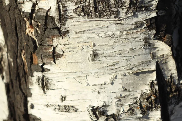 Black and white birch bark close-up. Velha textura de casca de madeira rachada. Tronco das árvores. — Fotografia de Stock