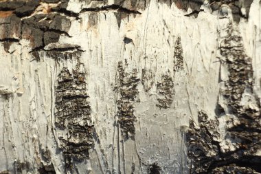 Siyah beyaz huş ağacı kabuğu yakın plan. Eski kırık ahşap kabuk dokusu. Ağaç gövdesi.