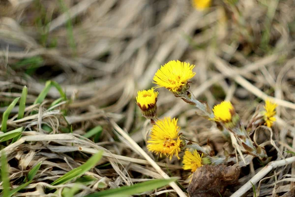 Fondo borroso. Flores amarillas de pie de potro sobre un fondo de hierba seca. Las primeras plantas de primavera — Foto de Stock