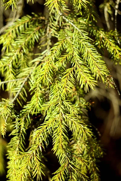 Zweig einer Fichte mit grünen Nadeln in Nahaufnahme. Nadeln eines lebenden natürlichen Baumes, der von der Sonne beleuchtet wird — Stockfoto